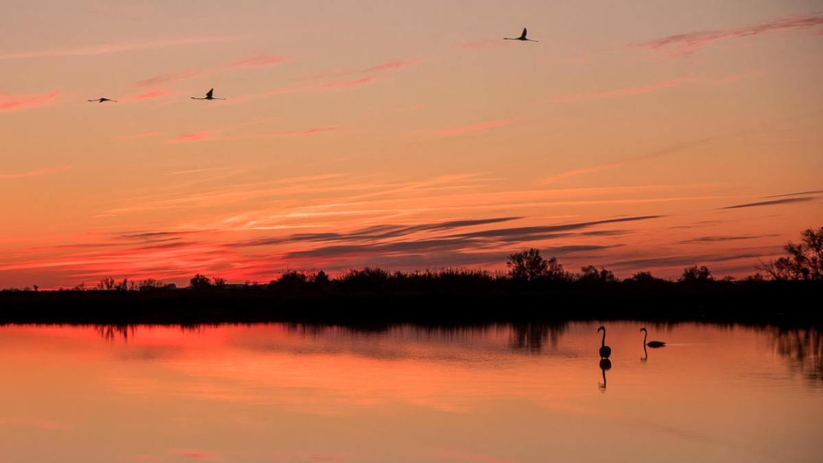 Coucher de soleil en Camargue avec un vol de flamants roses