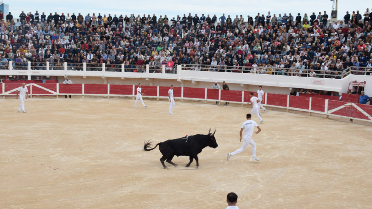 Course camarguaise aux Saintes-Maries-de-la-mer