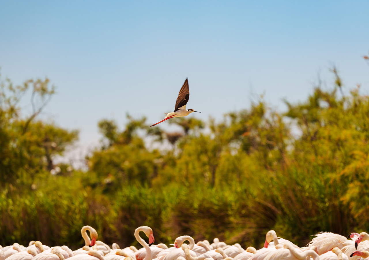 Oiseaux en Camargue