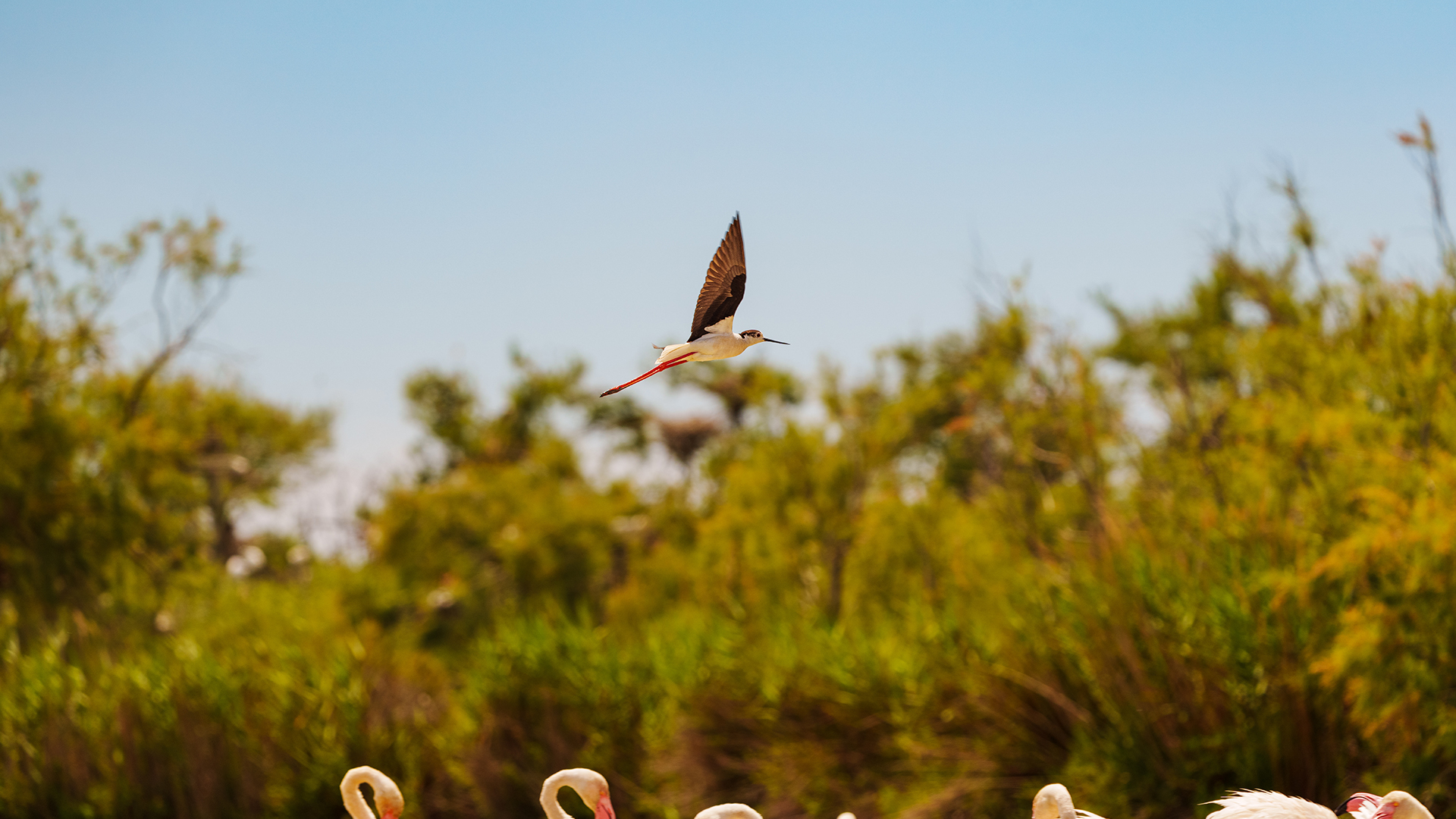 Oiseaux en Camargue