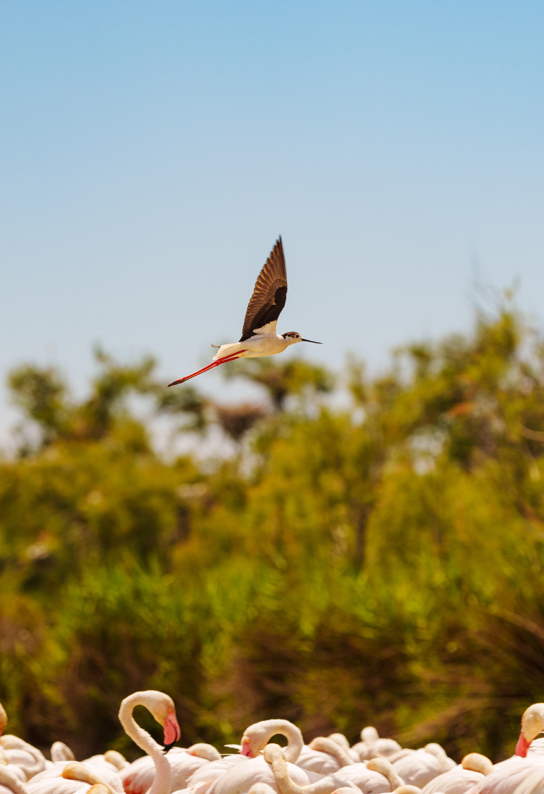 Oiseaux en Camargue