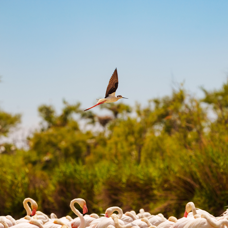 Oiseaux en Camargue