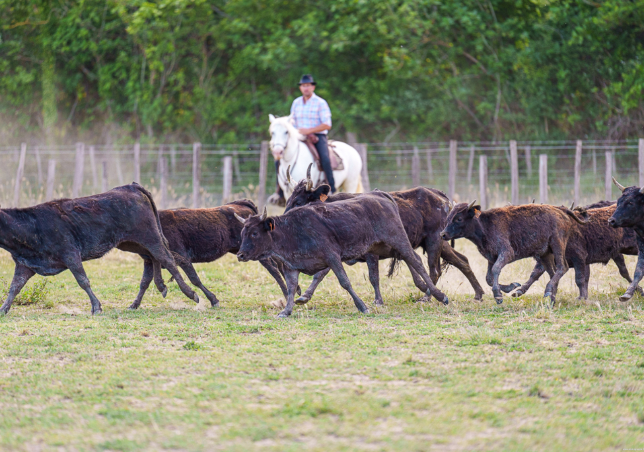 Manadier et taureaux en Camargue