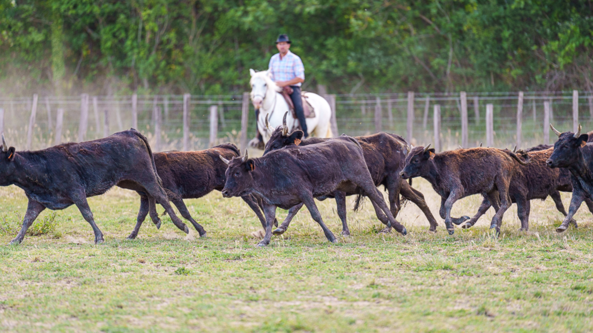 Manadier et taureaux en Camargue