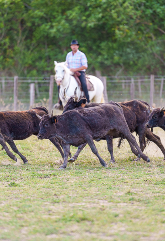 Manadier et taureaux en Camargue