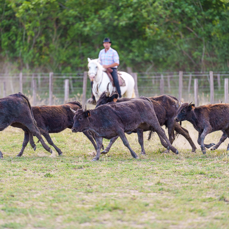 Manadier et taureaux en Camargue