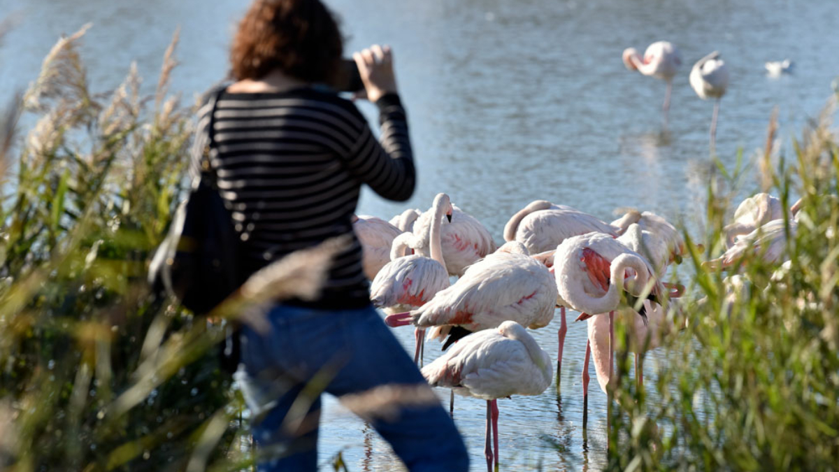 Touriste qui photographie des oiseaux en Camargue