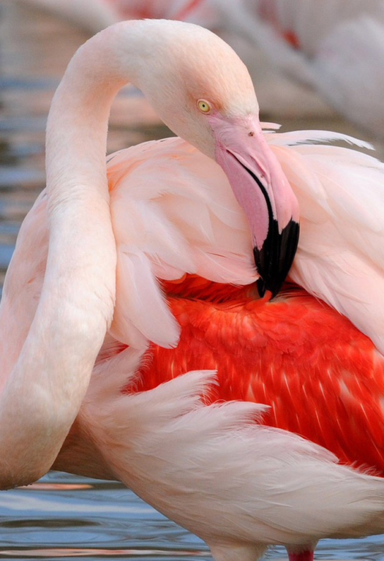 Flamant rose au parc ornithologique de Pont de Gau en Camargue