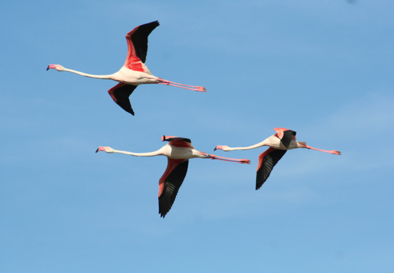 Vol de flamants roses en Camargue