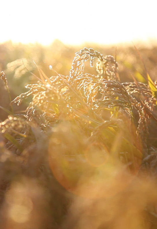 Riz de Camargue au soleil couchant