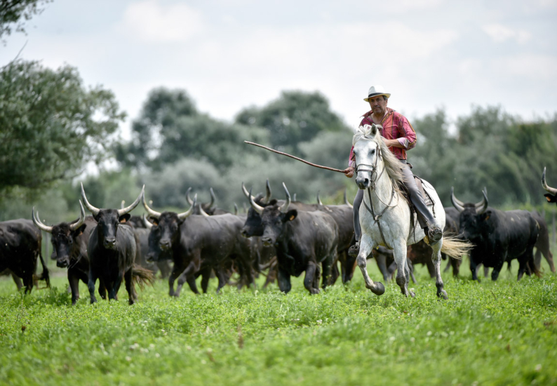 Manadier et taureaux en Camargue