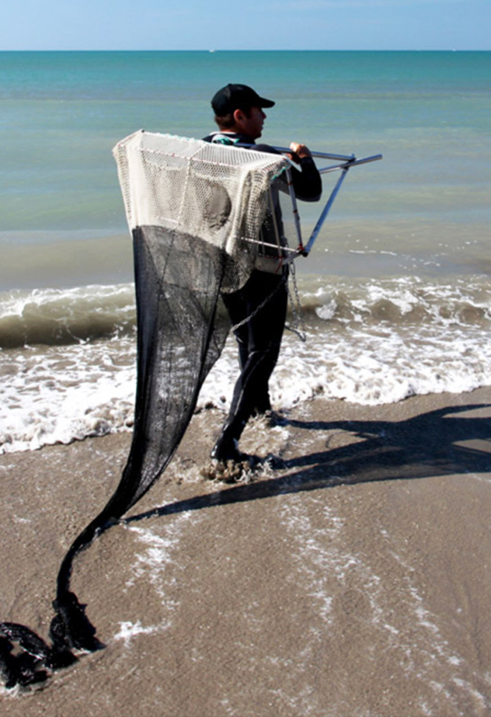 Pêche à la telline