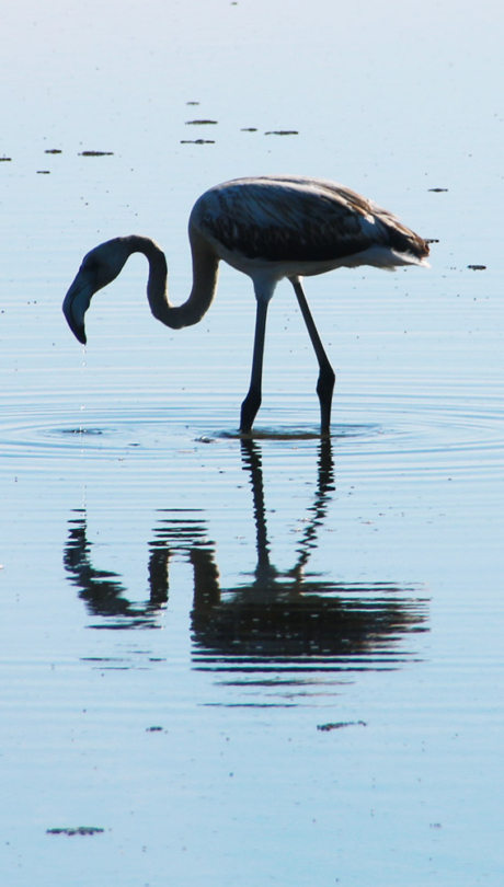 Jeune flamant rose en Camargue